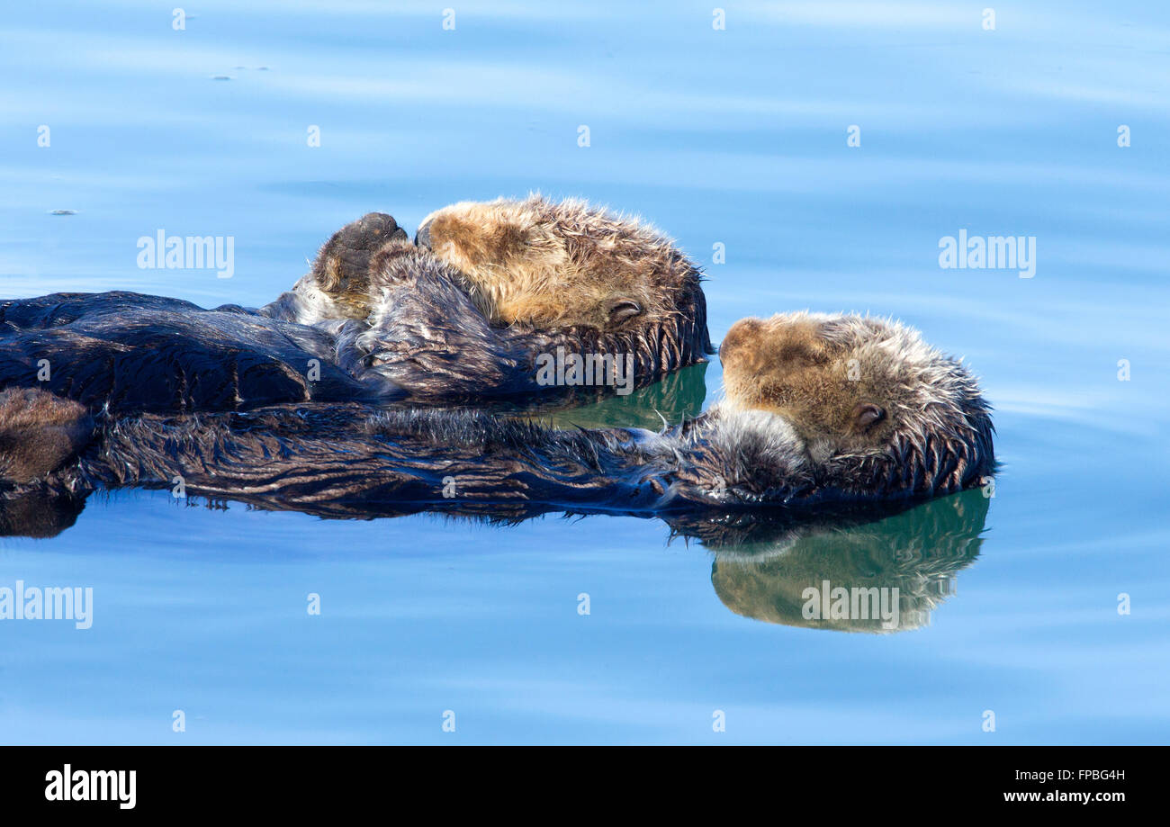 Sea Otters Stock Photo