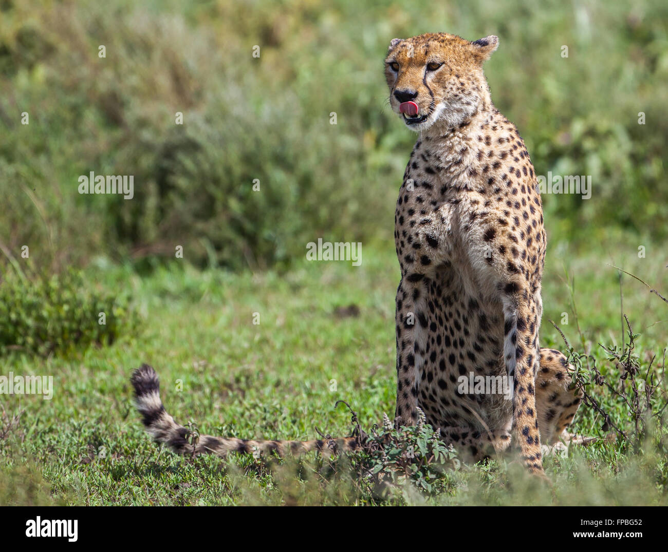 Cheetah sitting with long tail extended on ground and licking his nose Stock Photo