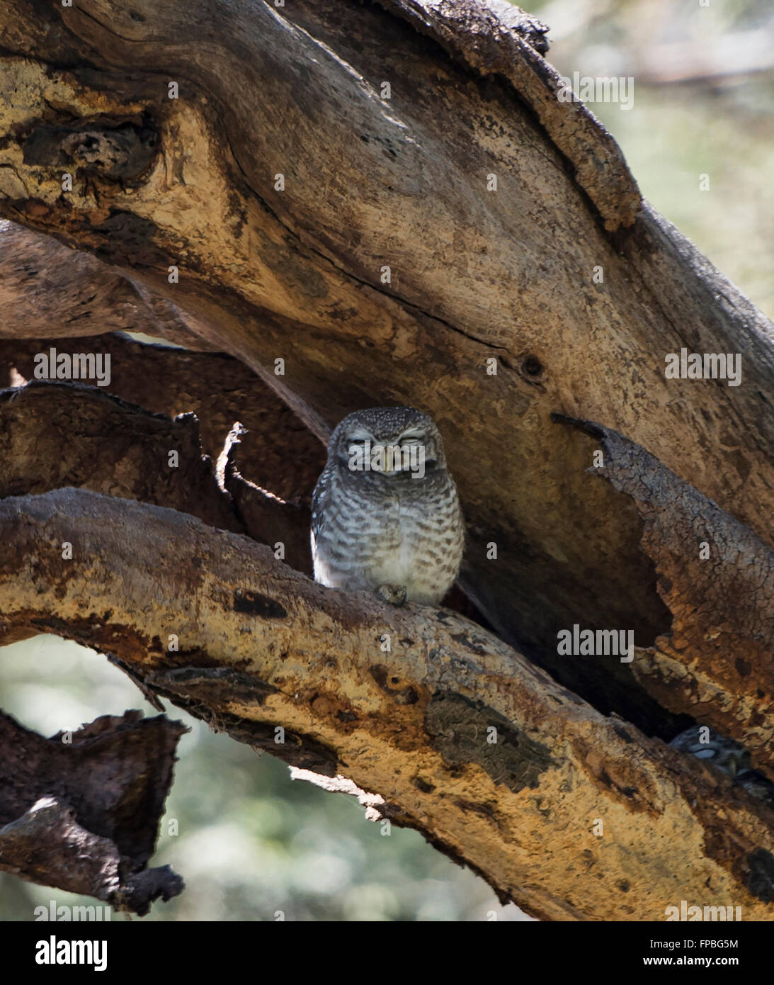 Baby owl in a tree, Bagan, Myanmar Stock Photo