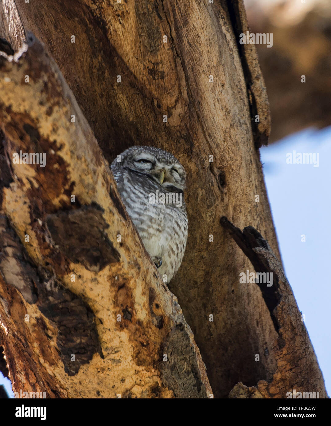 Baby owl in a tree, Bagan, Myanmar Stock Photo