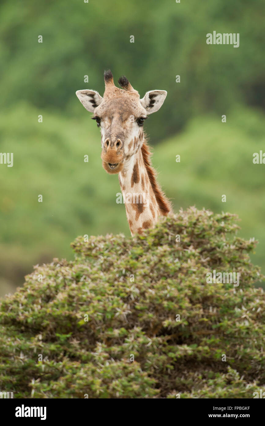 Close-up of Giraffe in kenyan national park Stock Photo