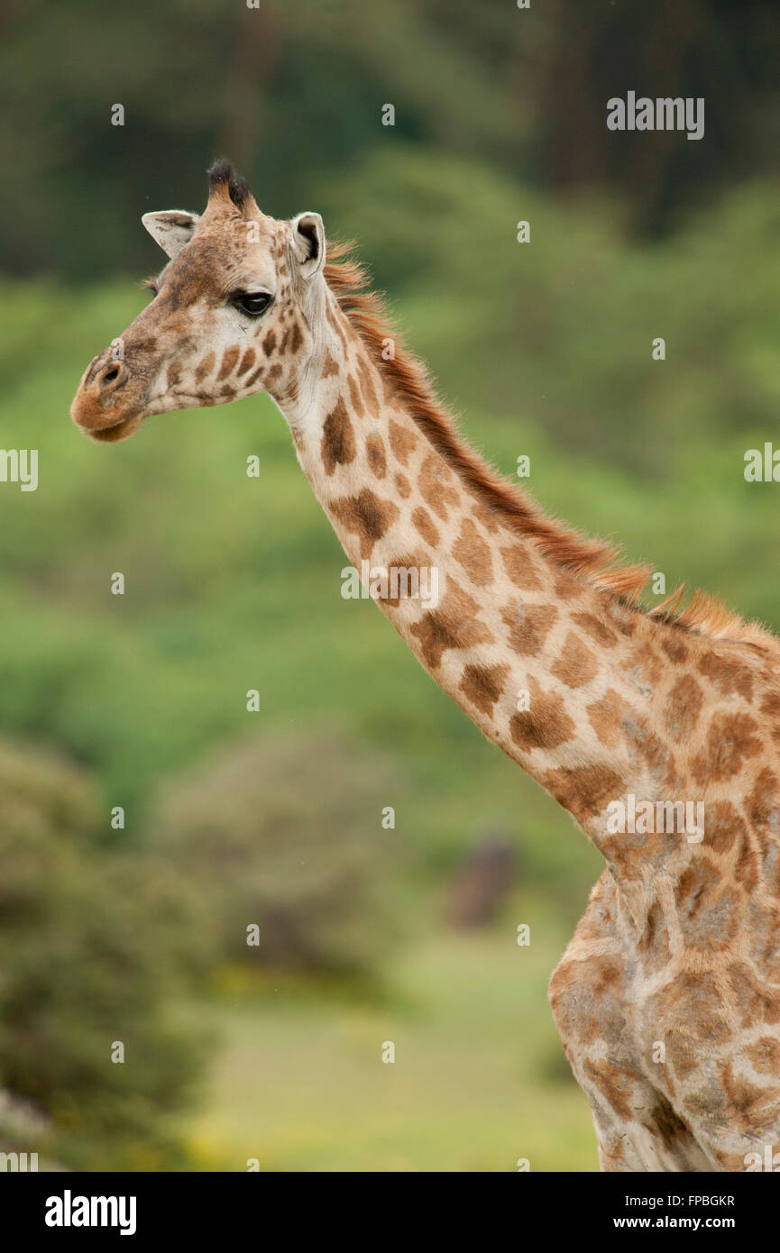 Close-up of Giraffe in kenyan national park Stock Photo