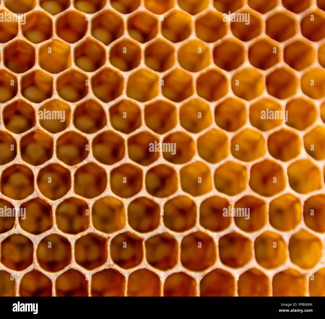 filled with honey closeup. In each cell of the