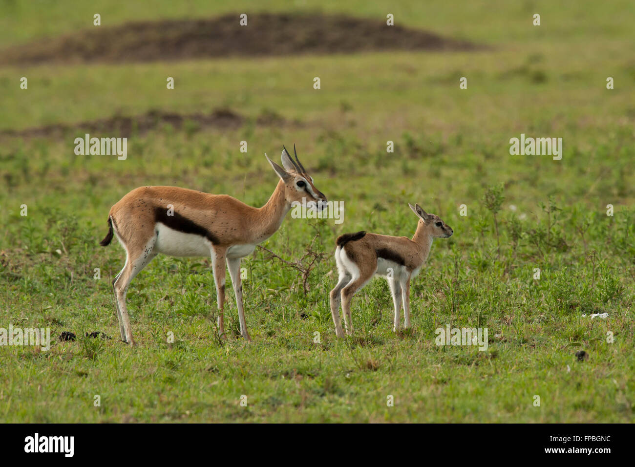 Gazelle and cub in Masai Mara National Park of Kenya Stock Photo - Alamy