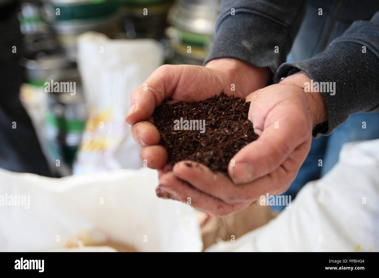 A beer making course at Hillside Brewery, Gloucestershire, craft ale brewery, UK. Stock Photo