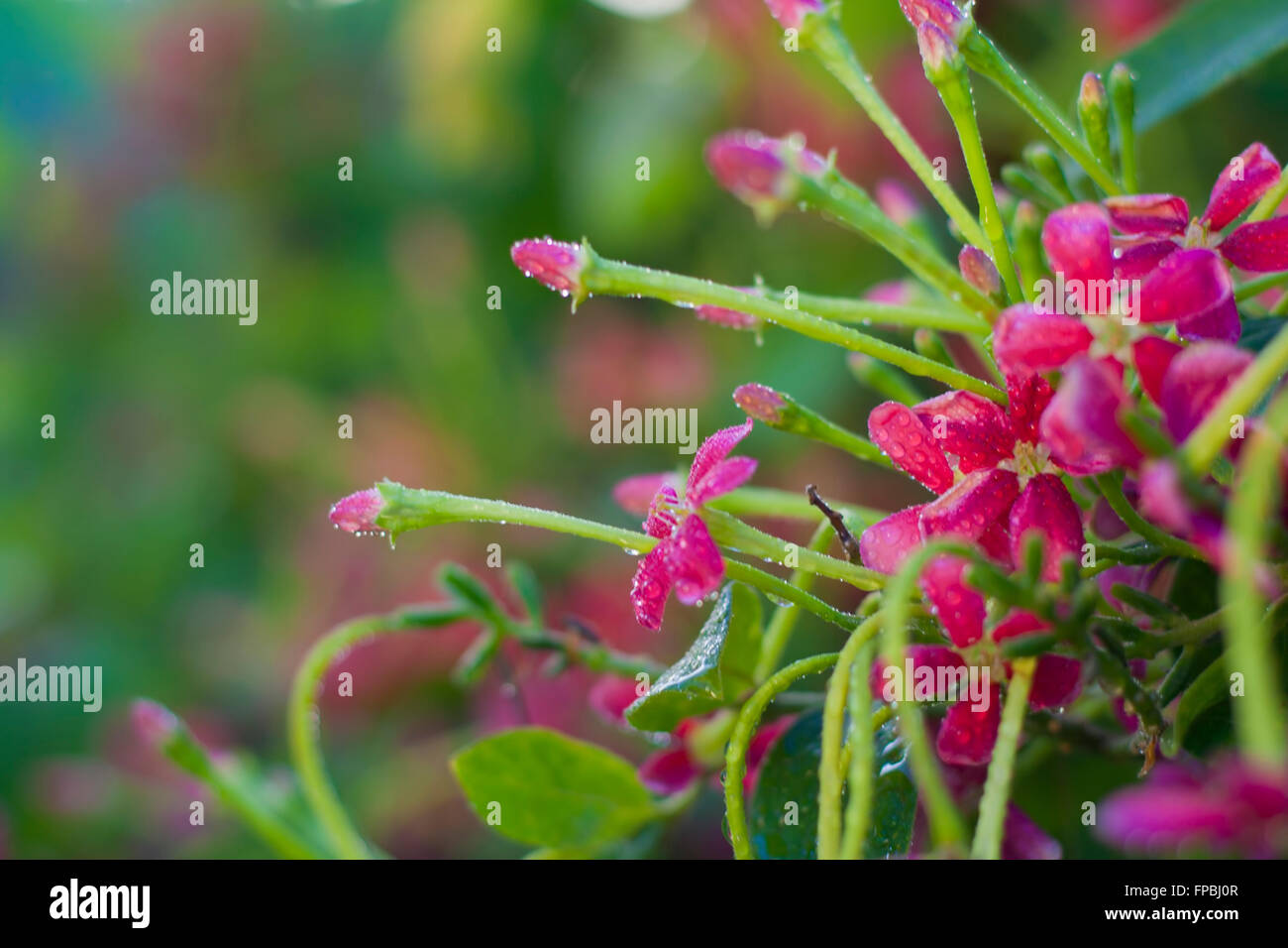 Colorful flowers in the park Stock Photo - Alamy