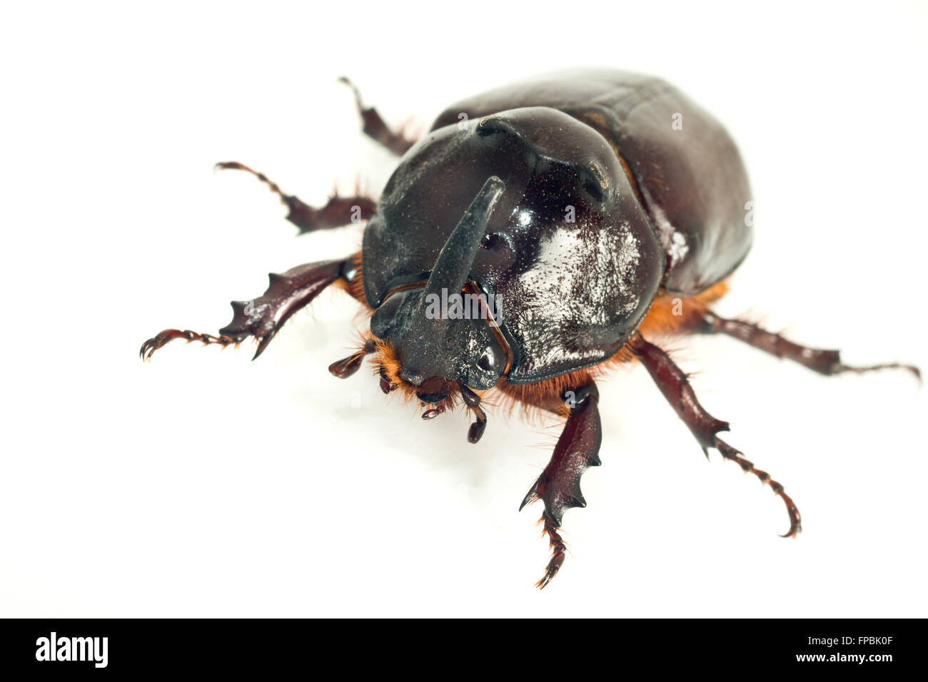 Macro of rhinoceros or unicorn beetle over white background (shallow DOF) Stock Photo