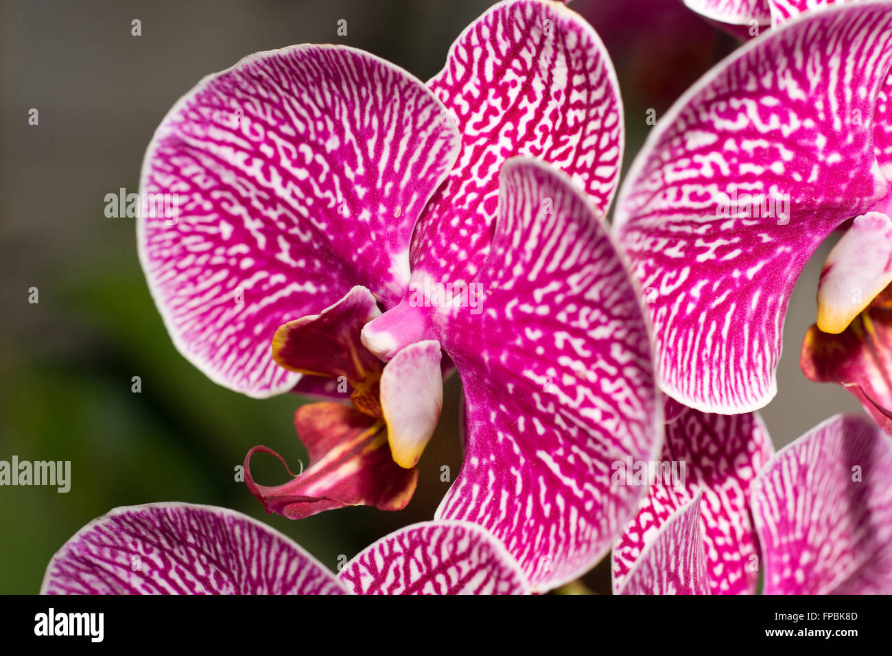 Close-up of cymbidium or orchid in Keukenhof, Netherlands Stock Photo