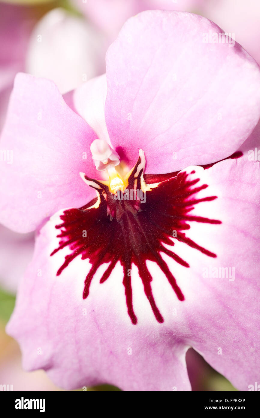 Close-up of pink orchid (orchidaceae) in Keukenhof, Holland Stock Photo