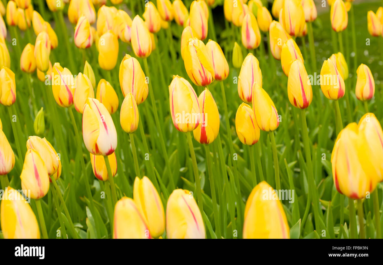 Dutch yellow tulips in Keukenhof park in Holland Stock Photo - Alamy