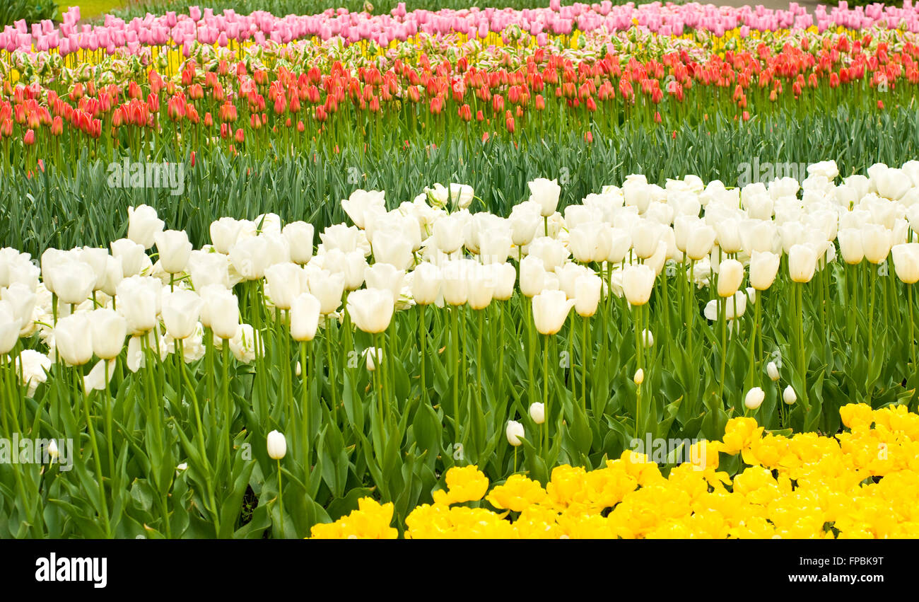 Dutch tulips flowerbed in Keukenhof park in Holland Stock Photo - Alamy