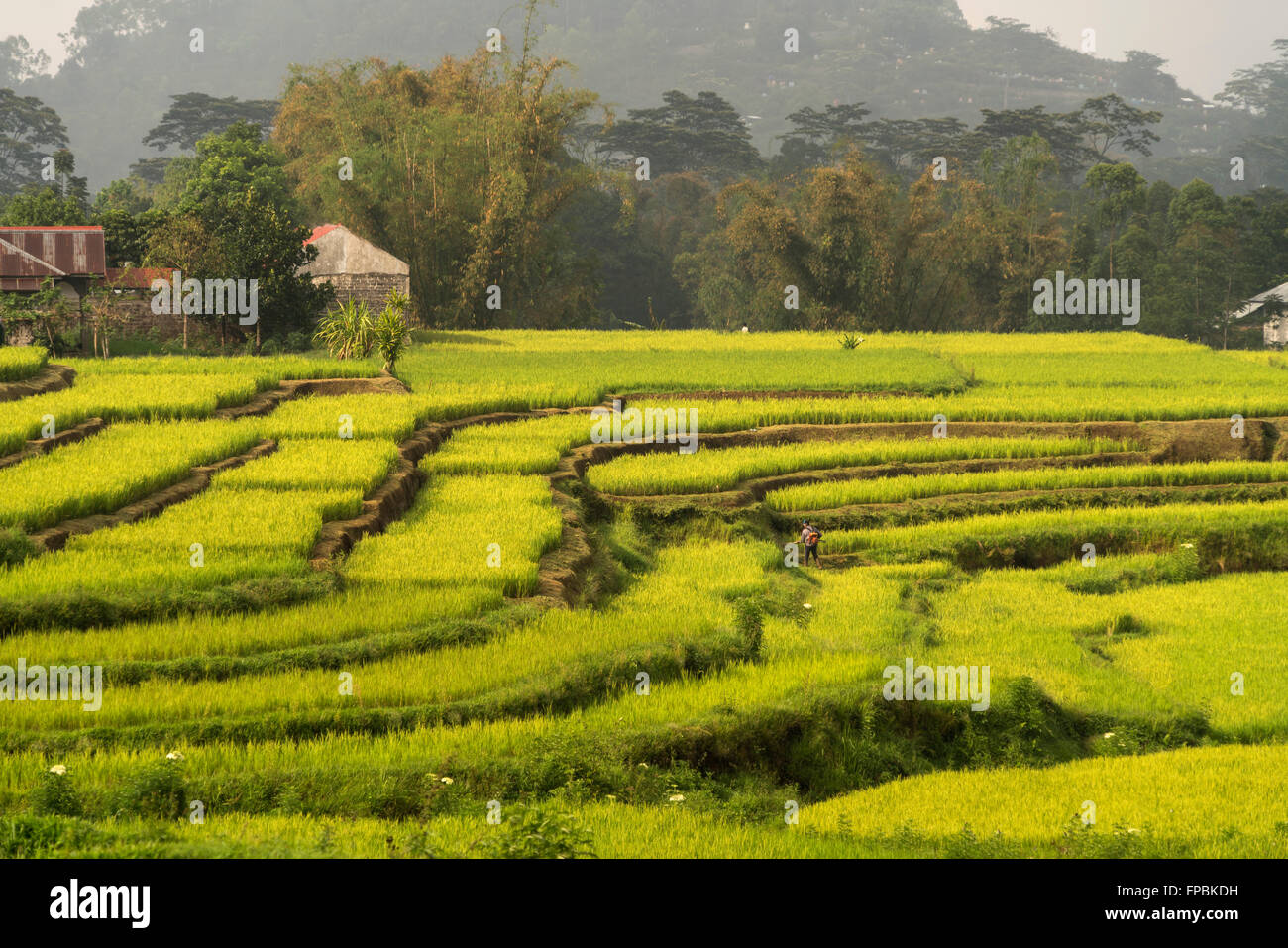 Rice Terraces near Ruteng, Flores, Indonesia, Asia Stock Photo