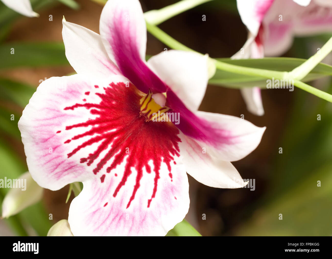 Close-up of cymbidium orchid blossom (orchidaceae) in Keukenhof park Stock Photo