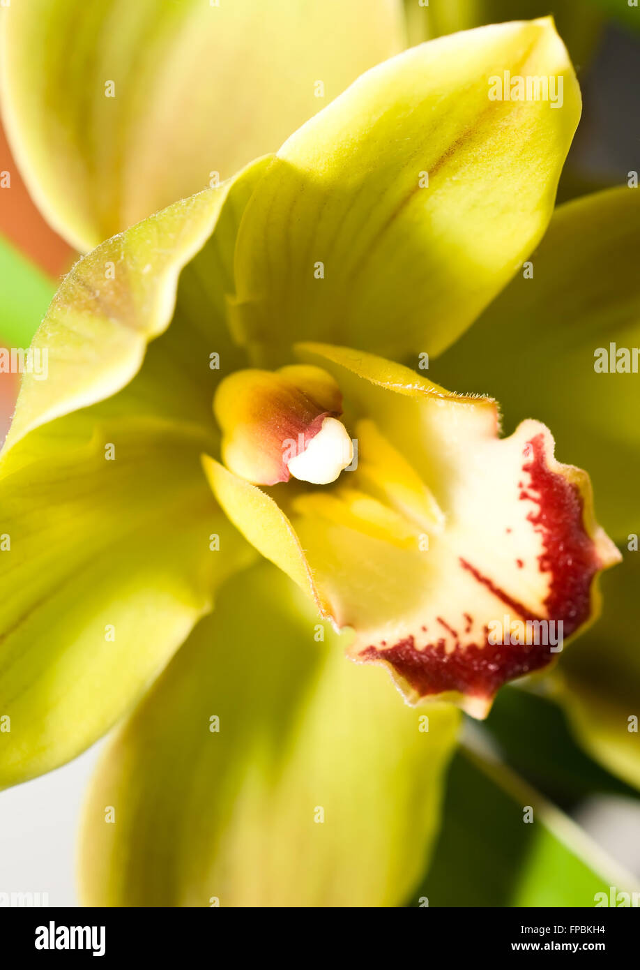 Close-up of cymbidium or orchid flower in Keukenhof park, Holland Stock Photo