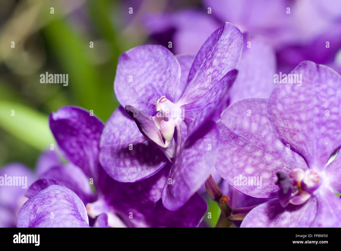 Close-up of lilac cymbidium orchid (orchidaceae) in Keukenhof park, Netherlands Stock Photo