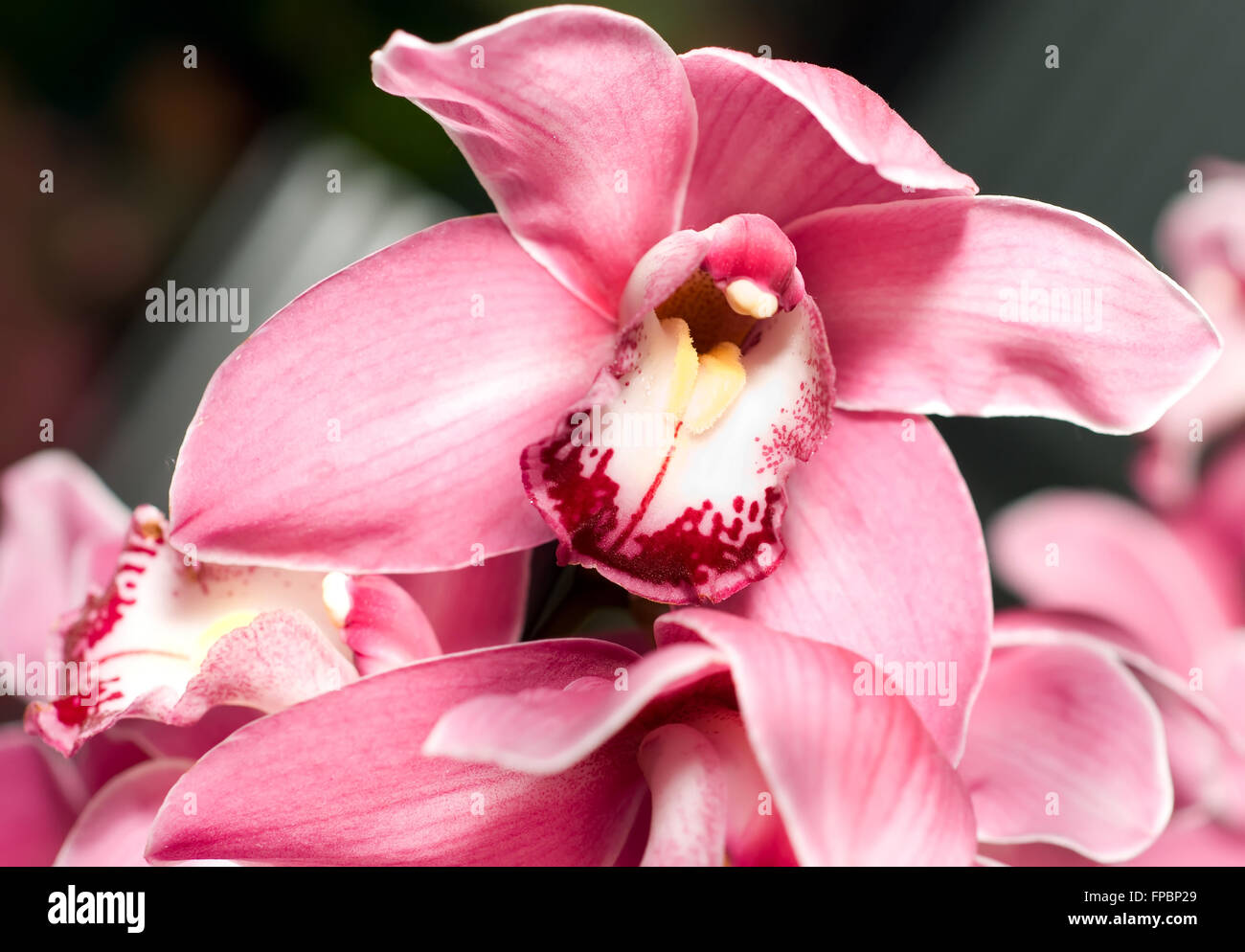 Pink orchid or Cymbidium flower bud in Keukenhof park Stock Photo