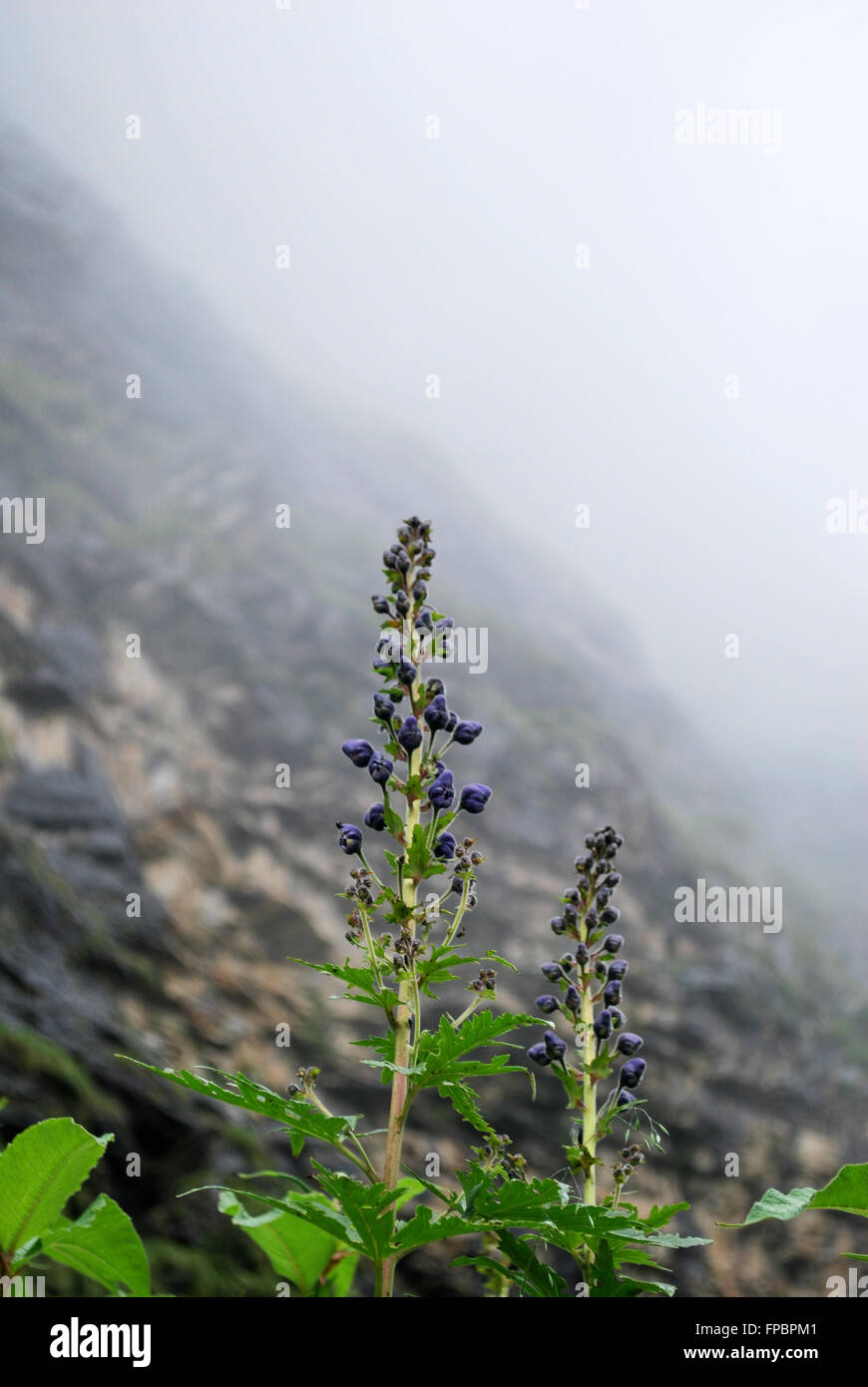 Valley of Flowers National Park is an Indian national park, located in