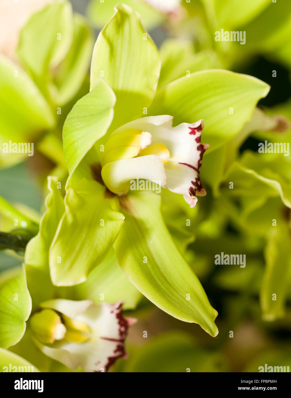 Green Cymbidium or orchid flower bud in Keukenhof park Stock Photo