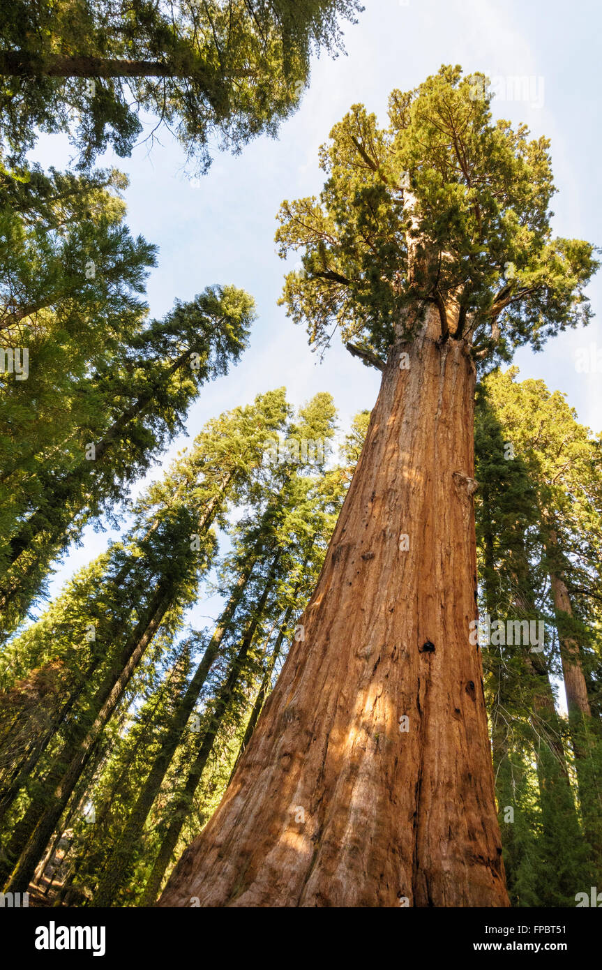 Californian redwood growing in Mariposa Grove, Yosemite National Park, California, USA Stock Photo