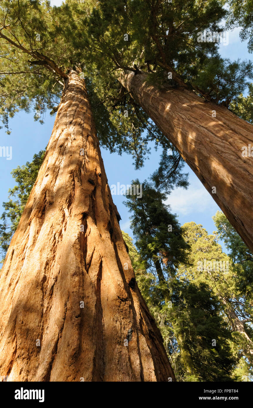 Californian redwood growing in Mariposa Grove, Yosemite National Park, California, USA Stock Photo