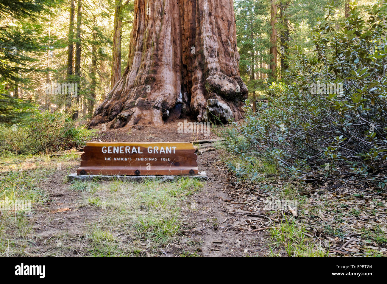 Base of the General Grant Sequoia tree, Grant Grove, Kings Canyon National Park, California, USA Stock Photo