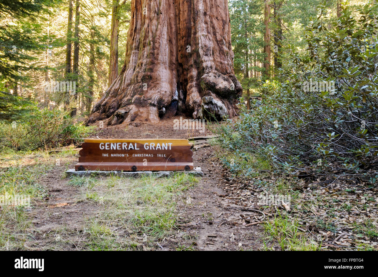 General Grant Tree