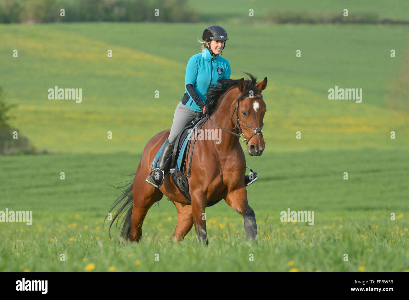 Rider on back of a Bavarian horse galloping in a meadow Stock Photo