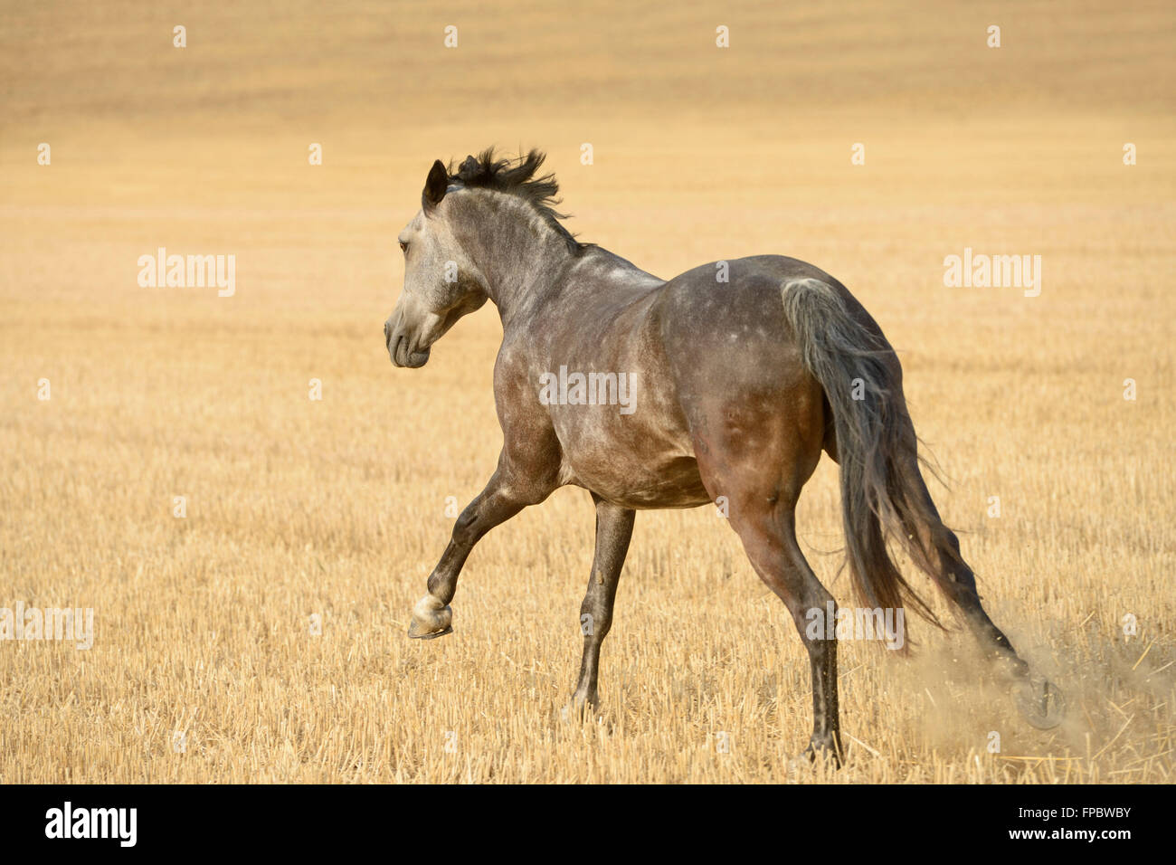 Connemara pony galloping in a stubble field Stock Photo