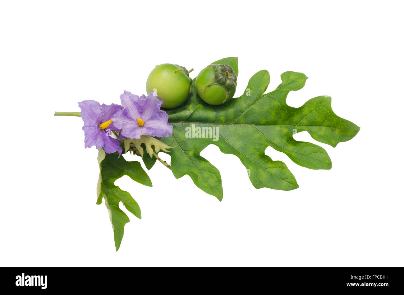 Solanum wrightii Benth isolated on white background Stock Photo