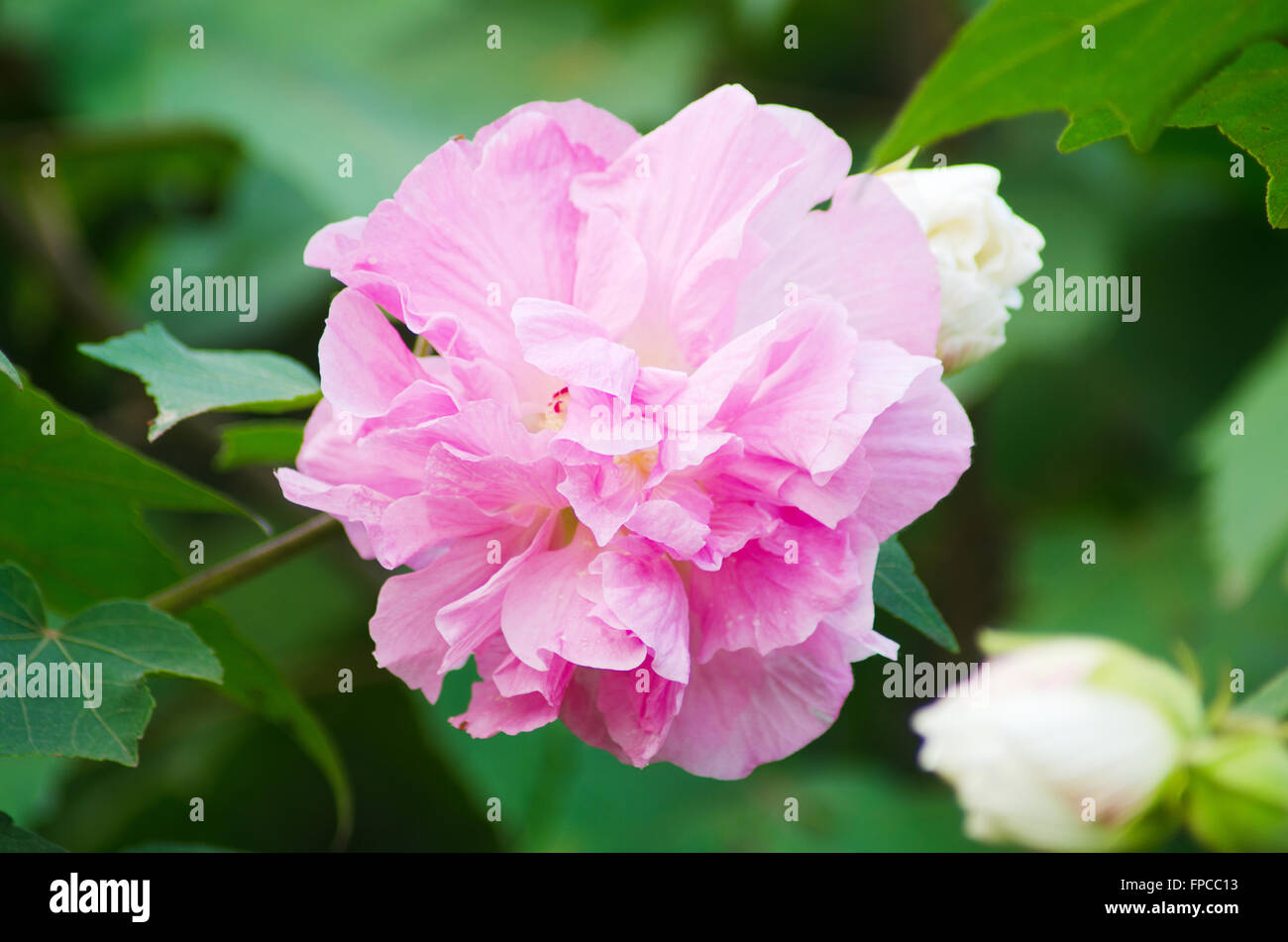 Confederate Rose Flower ( hibiscus mutabilis) Stock Photo
