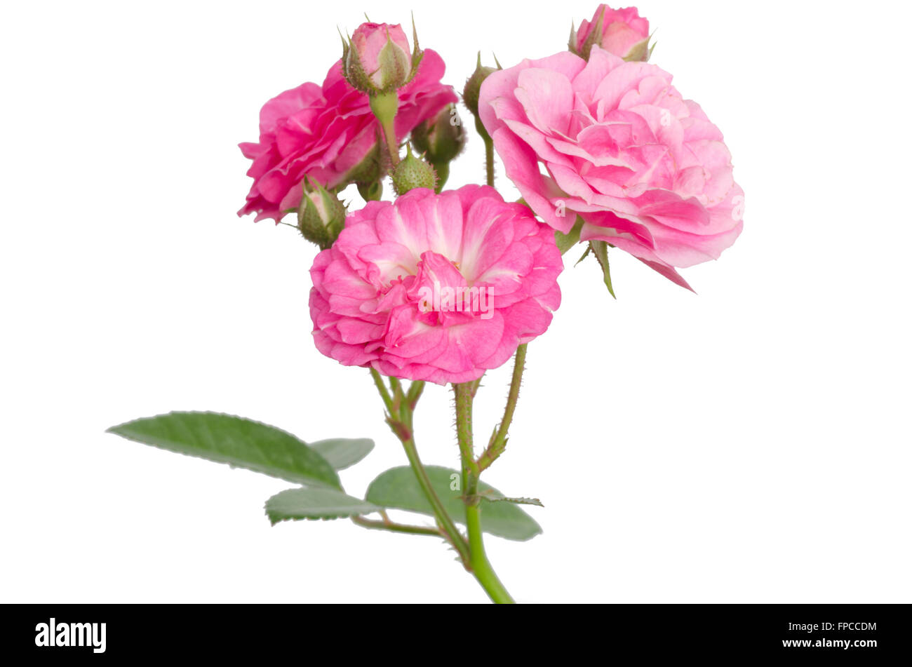 Fairy Rose isolated on white background Stock Photo - Alamy