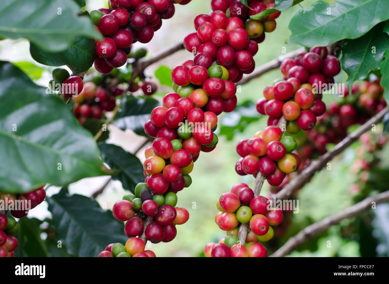 Coffee beans on trees Stock Photo