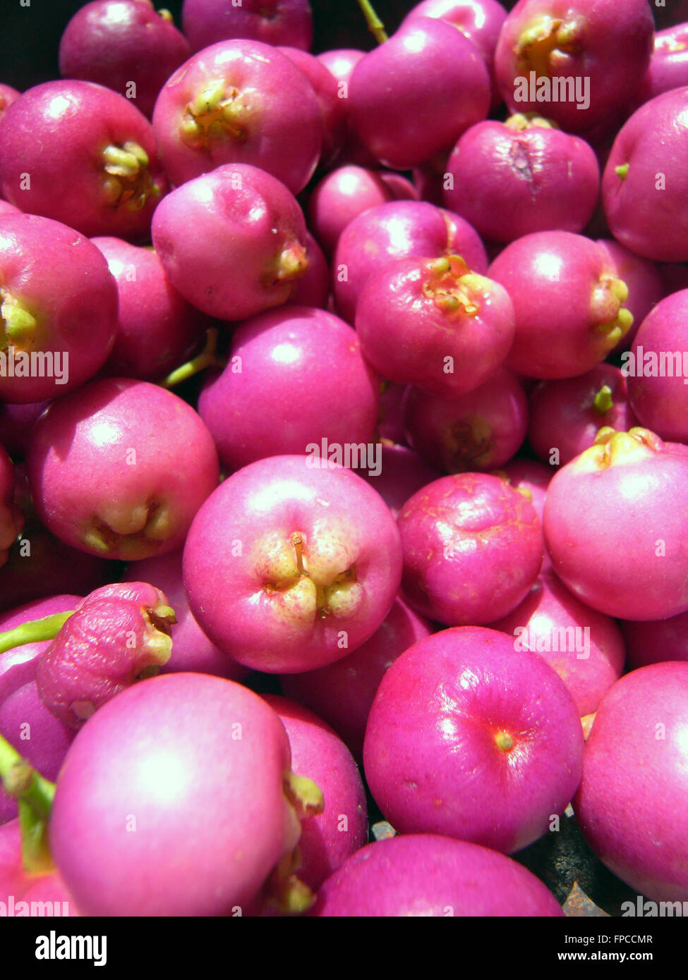 Details of freshly-picked fruits of Australian native Lilly Pilly (Syzygium australe) tree Stock Photo