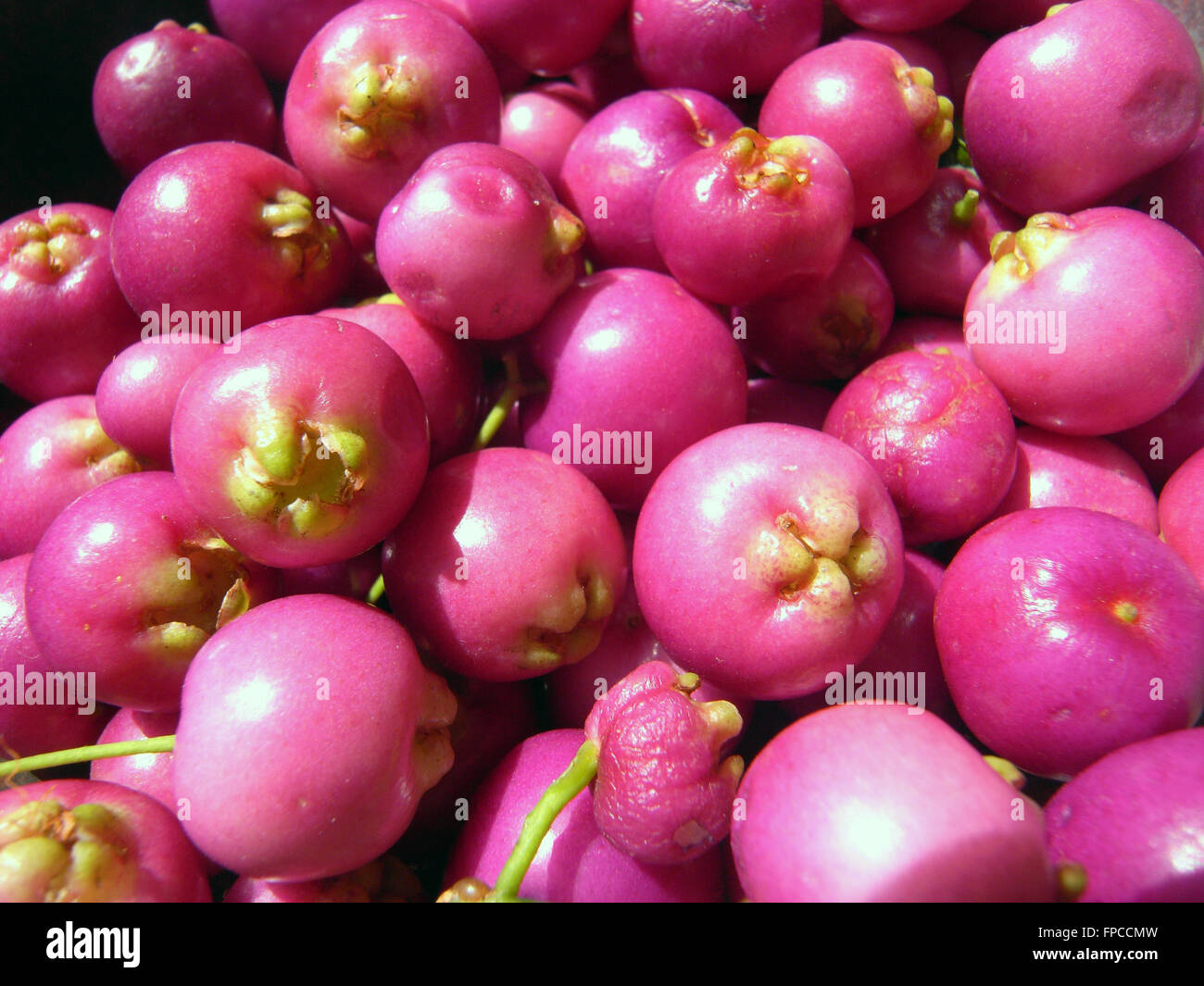 Native Fruit High Resolution Photography and Images Alamy