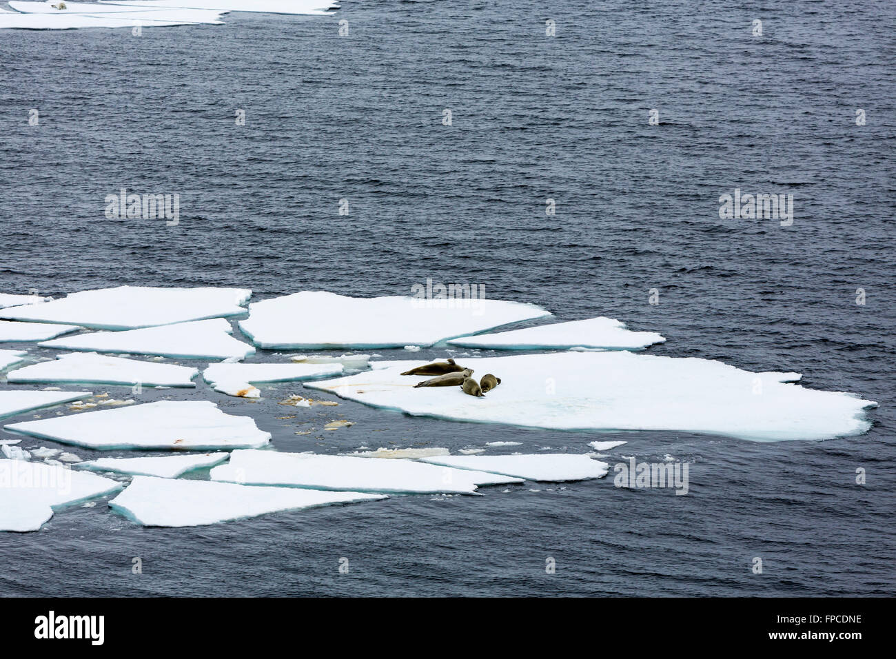 Seals resting on ice flows in the Antarctic Peninsula, Antarctica. Stock Photo