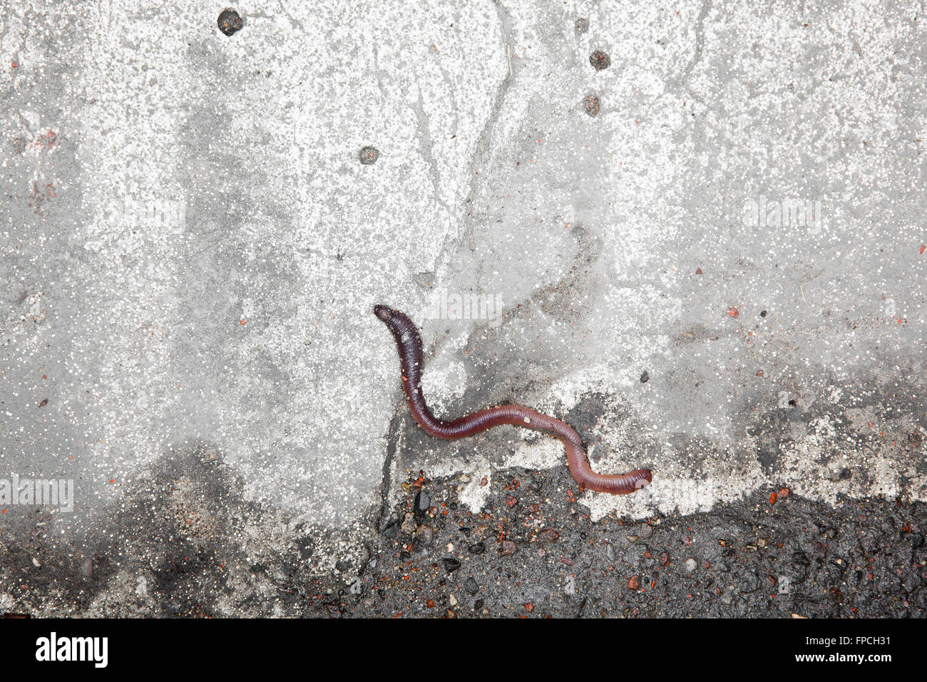 Dead worm hires stock photography and images Alamy
