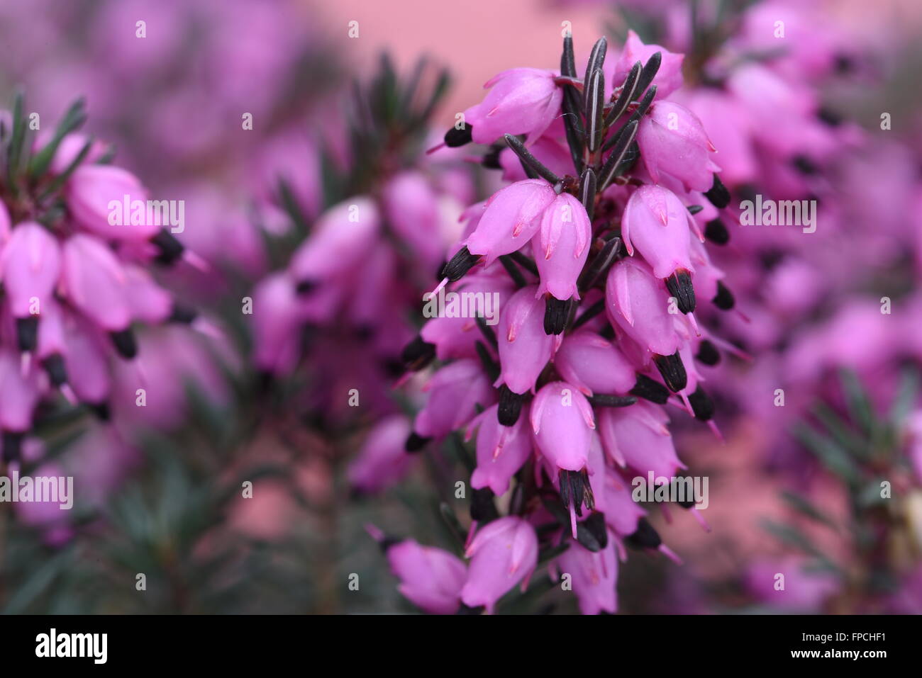Purple heather flowers in the garden close up Stock Photo