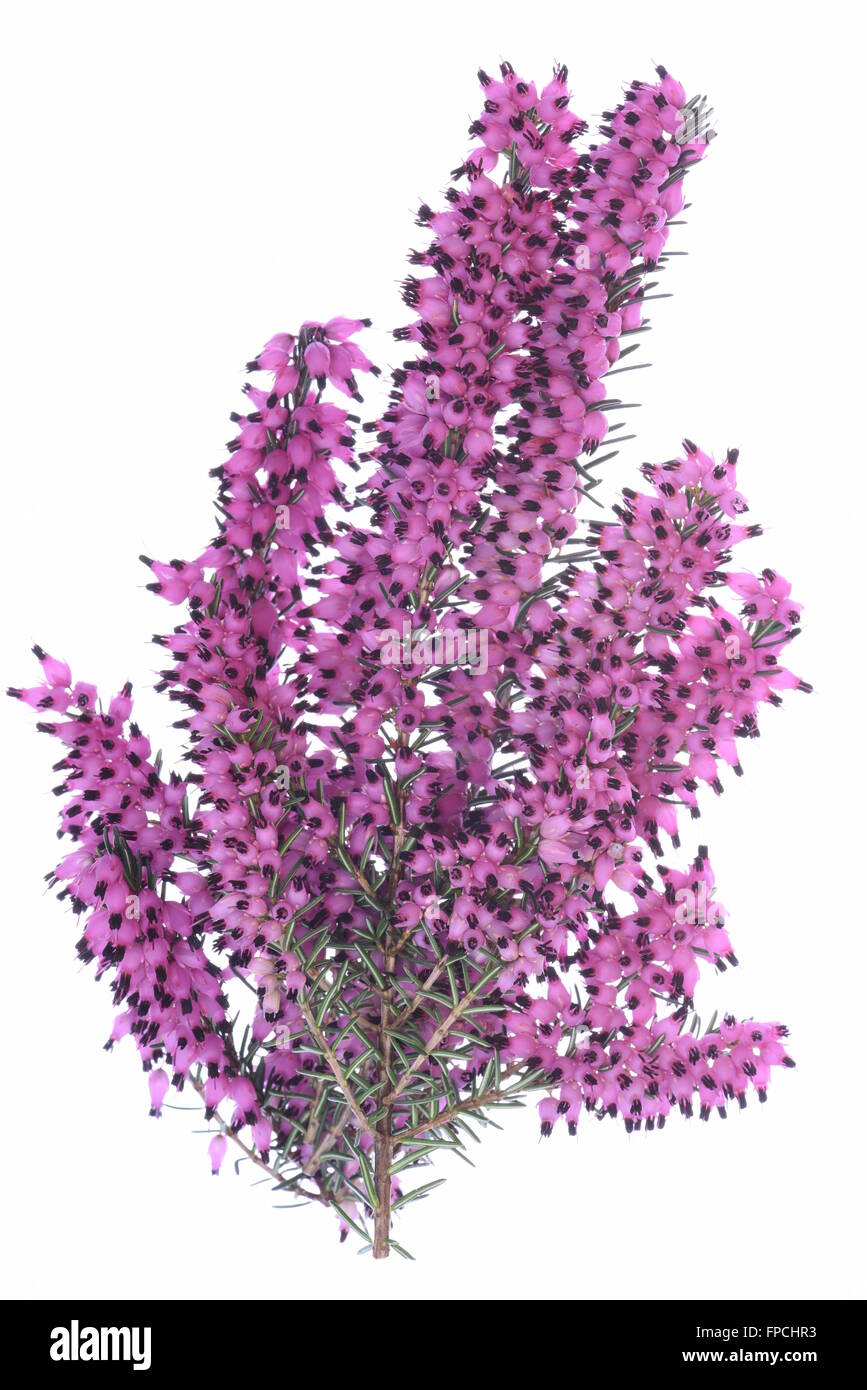 Purple heather twig isolated on white background Stock Photo
