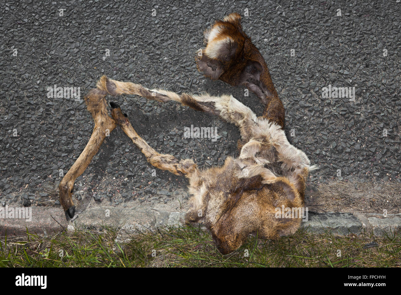 Roadkill, flattened, squashed and dessicated deer carcass, Cirencester to Tetbury road Stock