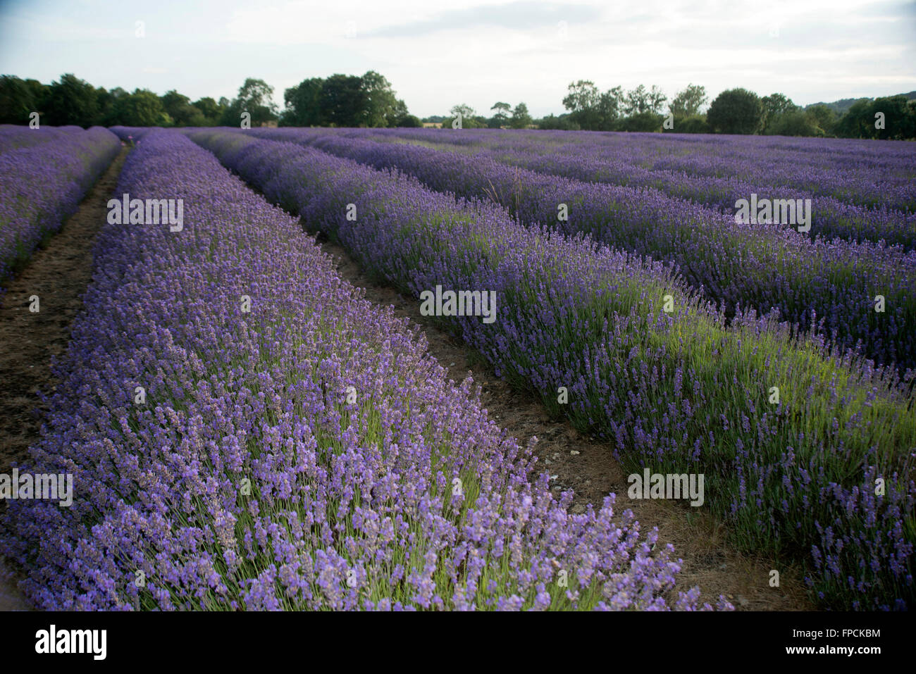 Lavender fields in the Kent countryside, rows of purple flowers on a sunny day. Stock Photo