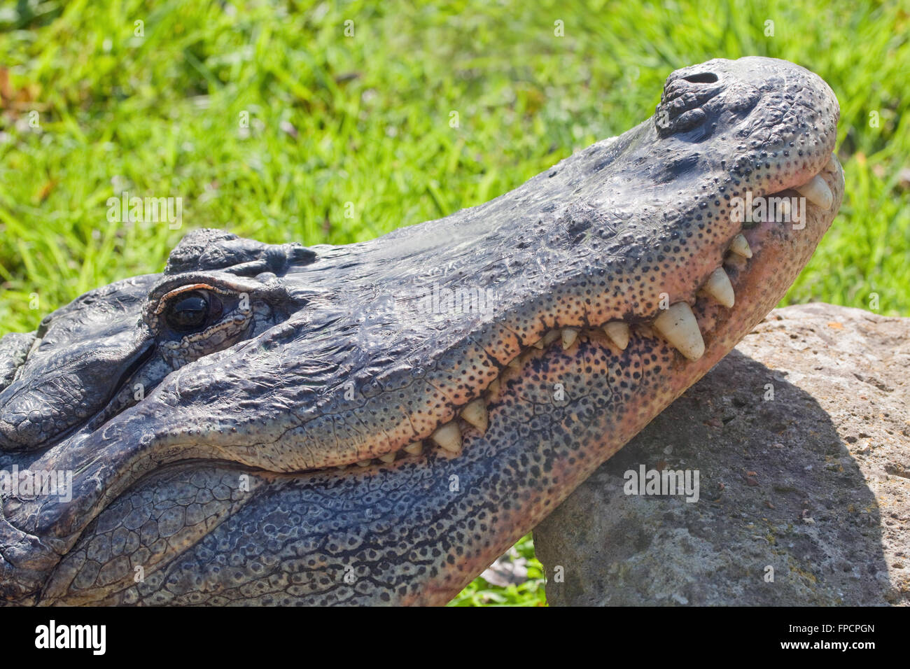 American Alligator (Alligator mississippiensis). Head, jaws, teeth. Head resting on a large stone, on land. Stock Photo