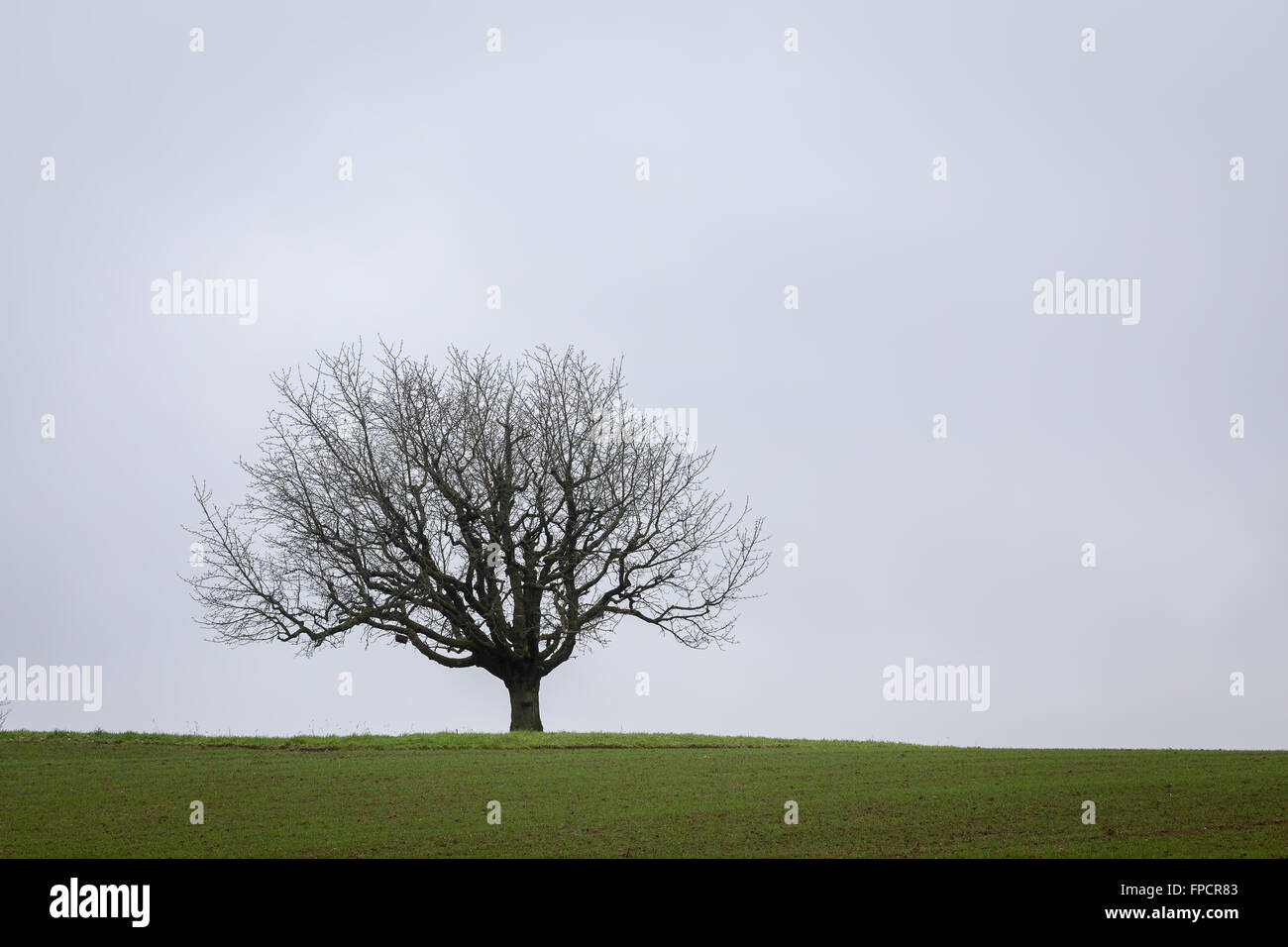 Lonely Tree and Fog. Riehen, Canton of Basel-Stadt, Switzerland. Stock Photo