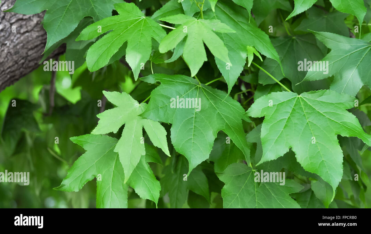Liquidambar Leaves Stock Photo - Alamy