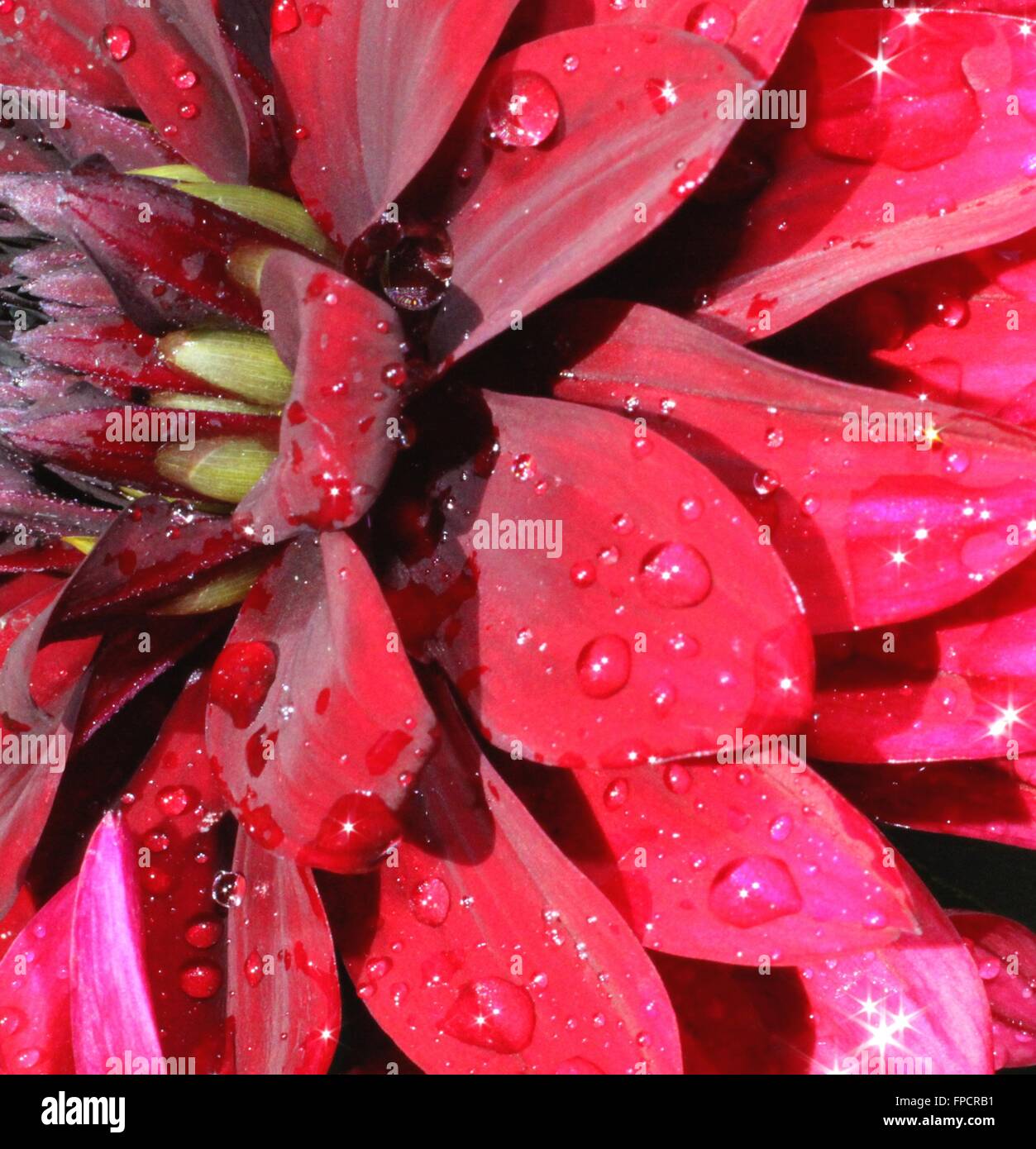 Macro Pink Flower With Water Droplets Stock Photo - Alamy
