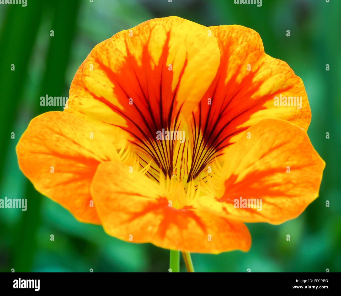 Nasturtium Flower Orange and Yellow 2 Stock Photo