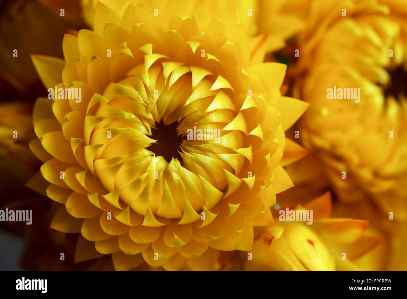 Australian native paper daisy hires stock photography and images Alamy