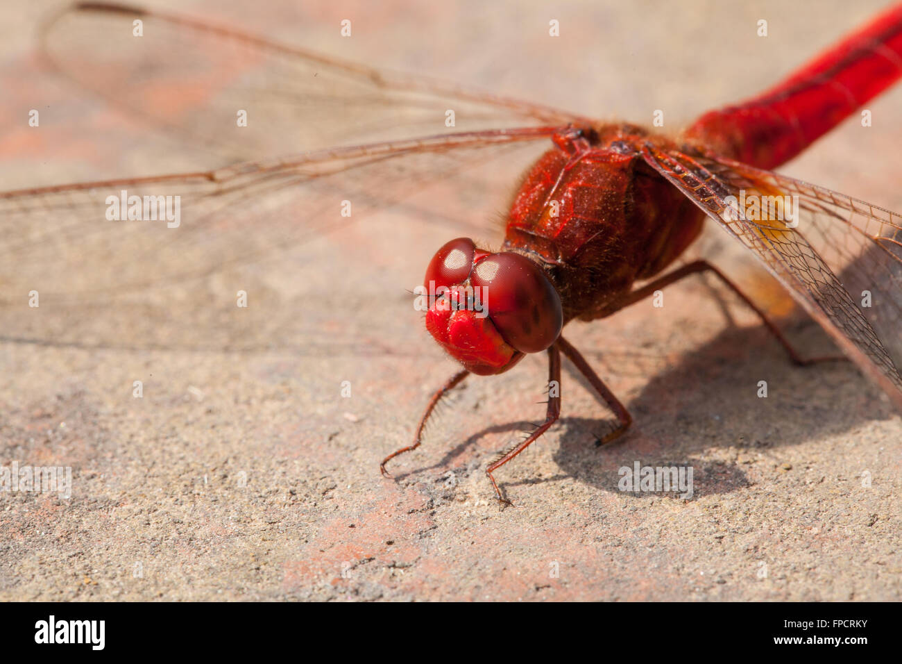 Dragonfly macro image of insect Stock Photo - Alamy