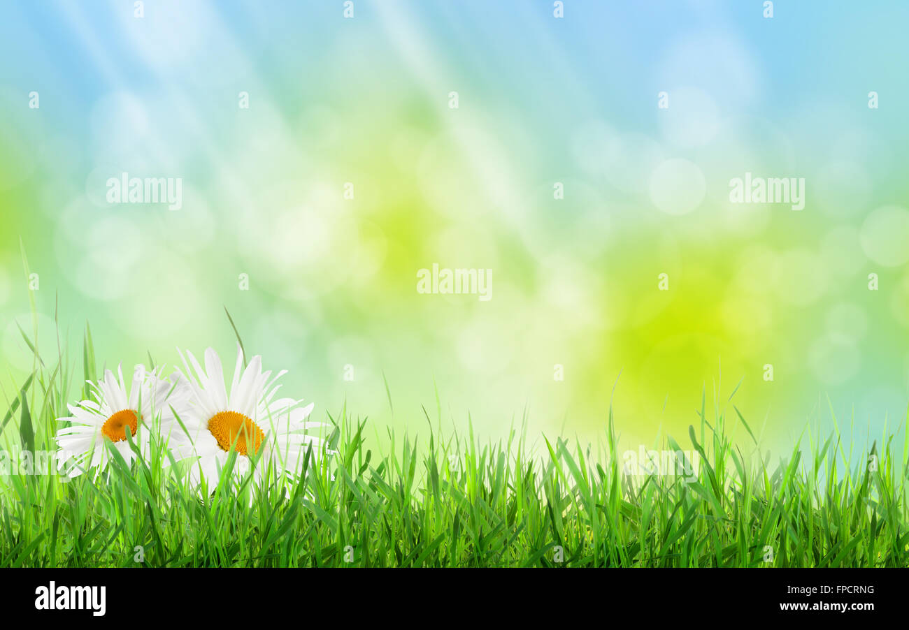 Abstract sunny spring background with grass and chamomile flowers Stock ...