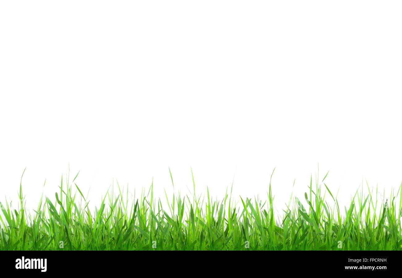 Green grass. Isolated on white background with copy space Stock Photo ...