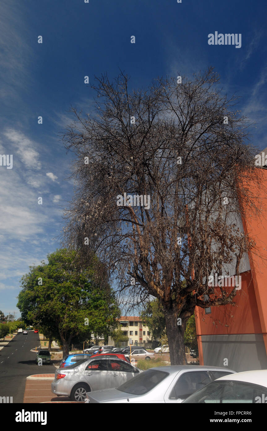 Street trees dying due to hot dry summer and dropping water tables, Maylands, Perth, Western Australia. No PR Stock Photo